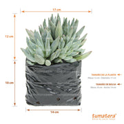 Suculenta Dudleya medidas