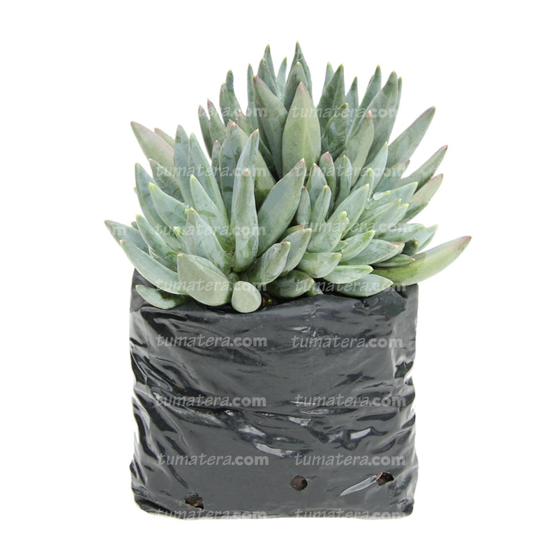 Suculenta Dudleya vista lateral
