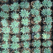 Suculenta Dudleya en huerta