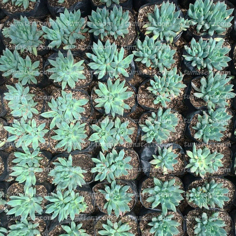 Suculenta Dudleya en huerta