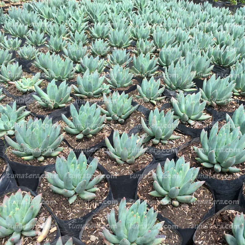Suculenta Dudleya vista lateral en huerta