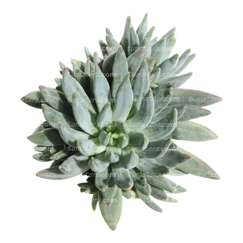 Suculenta Dudleya vista superior