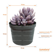 vista frontal principal fondo blanco con especificaciones de la planta, 11 cm Diámetro x 10 de Alto, medidas de la bolsa, 14 cm de Ancho x 10 cm de Alto, vista frontal superior plantas suculentas