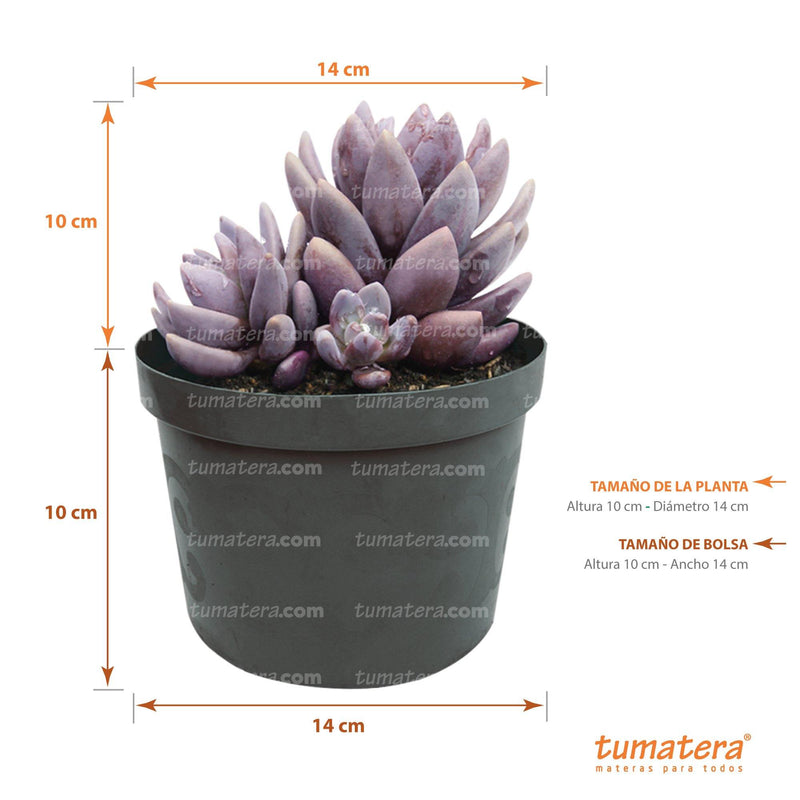 vista frontal principal fondo blanco con especificaciones de la planta, 11 cm Diámetro x 10 de Alto, medidas de la bolsa, 14 cm de Ancho x 10 cm de Alto, vista frontal superior plantas suculentas