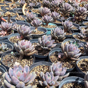 vista frontal superior plantas suculentas
