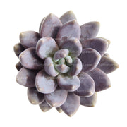 Vista frontal superior, Suculenta Echevería Almendra B10 con hojas verticales más carnosas de color morado oscuro a gris