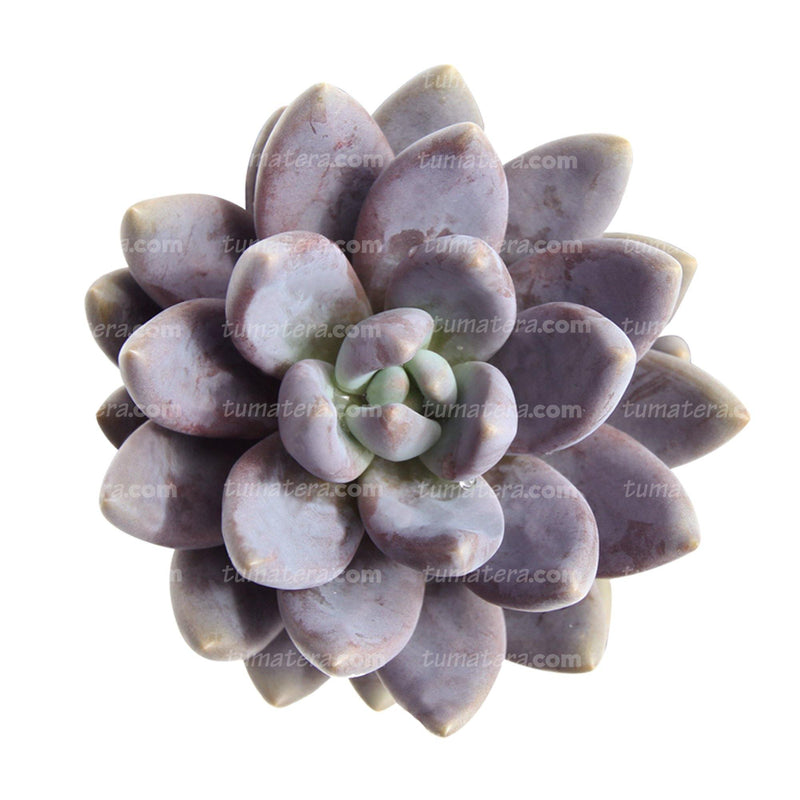 Vista frontal superior, Suculenta Echevería Almendra B10 con hojas verticales más carnosas de color morado oscuro a gris