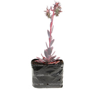 SUCULENTA ECHEVERIA BRASILERA B10 - Tumatera.co