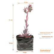 SUCULENTA ECHEVERIA BRASILERA B10 - Tumatera.co