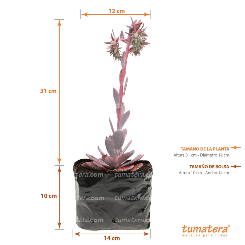 SUCULENTA ECHEVERIA BRASILERA B10 - Tumatera.co