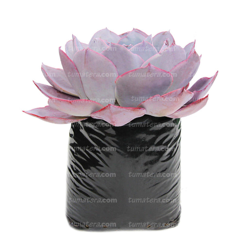 SUCULENTA ECHEVERIA BRASILERA GRANDE B20 - Tumatera.co