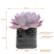 SUCULENTA ECHEVERIA BRASILERA GRANDE B20 - Tumatera.co