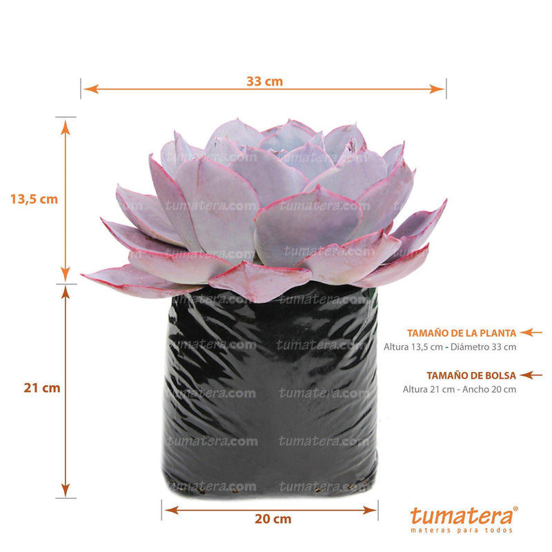 SUCULENTA ECHEVERIA BRASILERA GRANDE B20 - Tumatera.co
