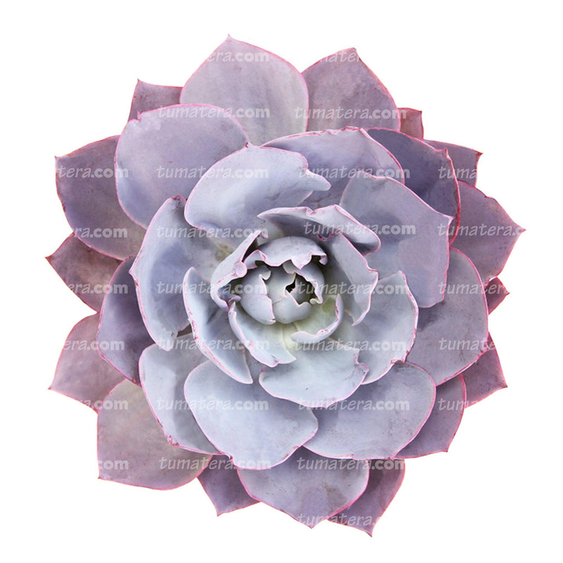 SUCULENTA ECHEVERIA BRASILERA GRANDE B20 - Tumatera.co