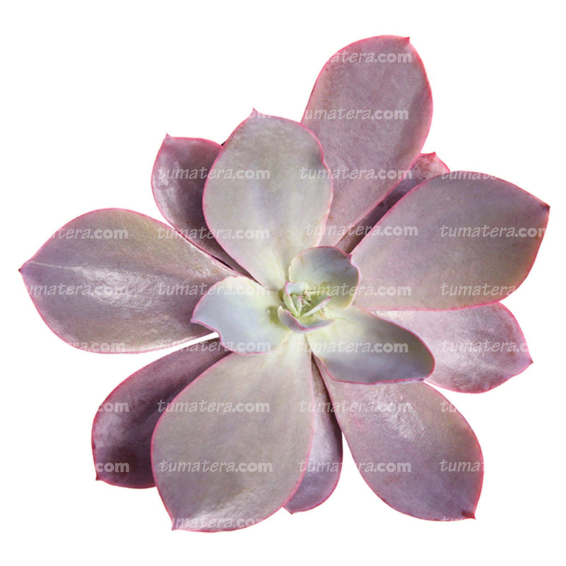 SUCULENTA ECHEVERIA BRASILERA B10 - Tumatera.co
