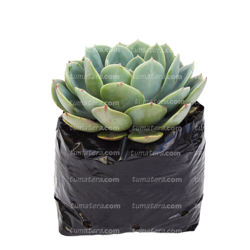 Suculenta Echeveria Diamante vista frontal dentro de bolsa negra