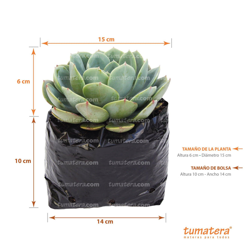 Suculenta Echeveria Diamante vista con medidas exactas