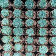Suculenta Echeveria Diamante en un gran huerto
