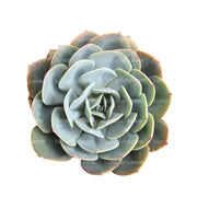 Suculenta Echeveria Diamante vista superior