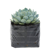 Suculenta Echeveria Azul Mini en Bolsa