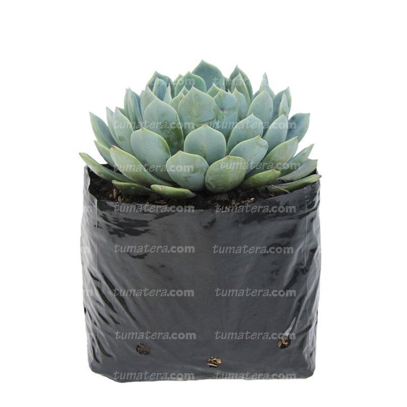 Suculenta Echeveria Azul Mini en Bolsa
