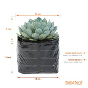 Suculenta Echeveria Azul Mini con Medidas