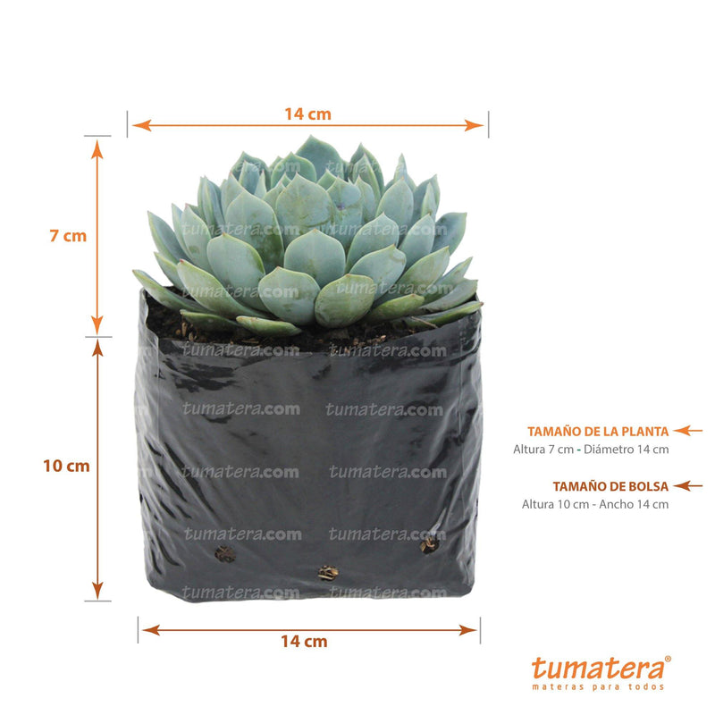 Suculenta Echeveria Azul Mini con Medidas
