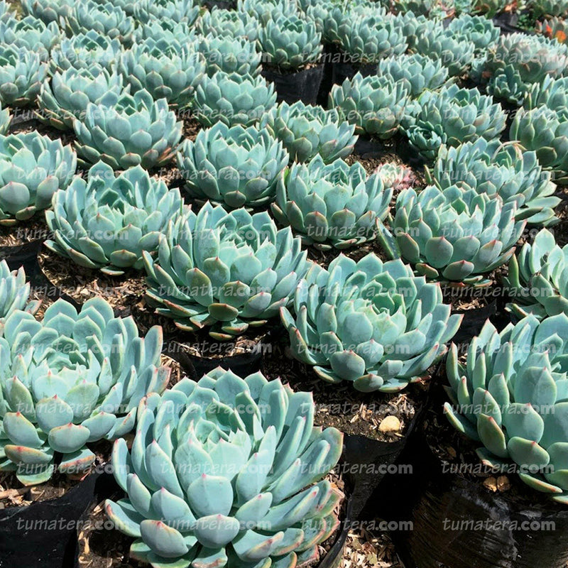 Suculenta Echeveria Azul Mini en Huerta