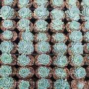 Suculenta Echeveria Azul Mini vista de arriba