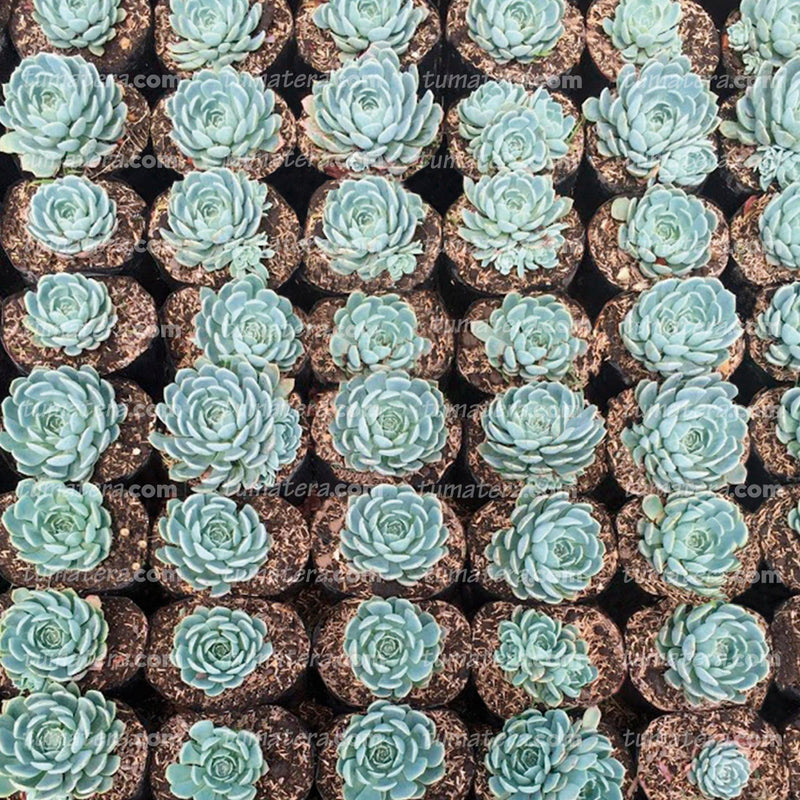 Suculenta Echeveria Azul Mini vista de arriba