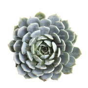 Suculenta Echeveria Azul Mini vista frontal fondo blanco