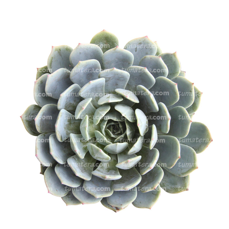 Suculenta Echeveria Azul Mini vista frontal fondo blanco