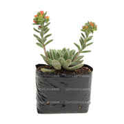 SUCULENTA ECHEVERIA MOTOSA B10 - Tumatera.co