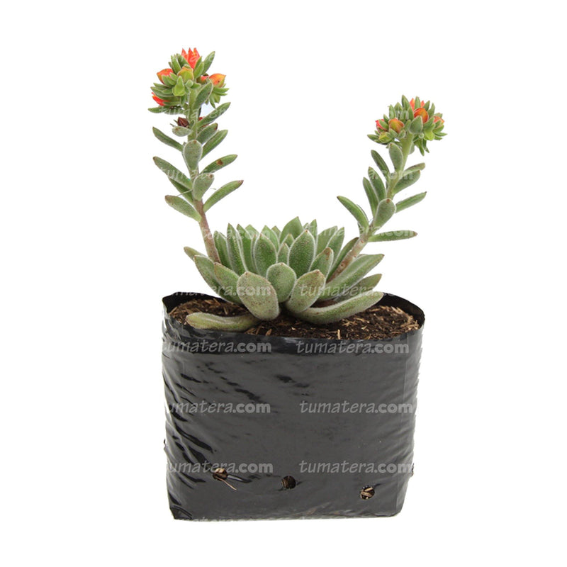 SUCULENTA ECHEVERIA MOTOSA B10 - Tumatera.co