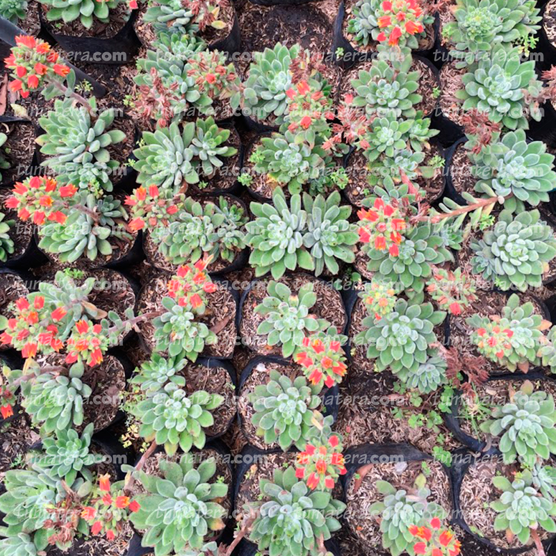 SUCULENTA ECHEVERIA MOTOSA B10 - Tumatera.co