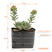 SUCULENTA ECHEVERIA MOTOSA B10 - Tumatera.co