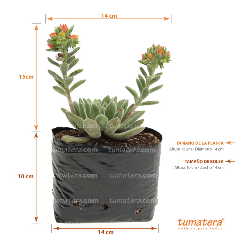 SUCULENTA ECHEVERIA MOTOSA B10 - Tumatera.co