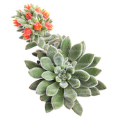 SUCULENTA ECHEVERIA MOTOSA B10 - Tumatera.co