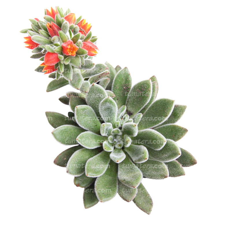 SUCULENTA ECHEVERIA MOTOSA B10 - Tumatera.co