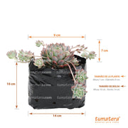 Suculenta Echeveria Rosada Mini medidas