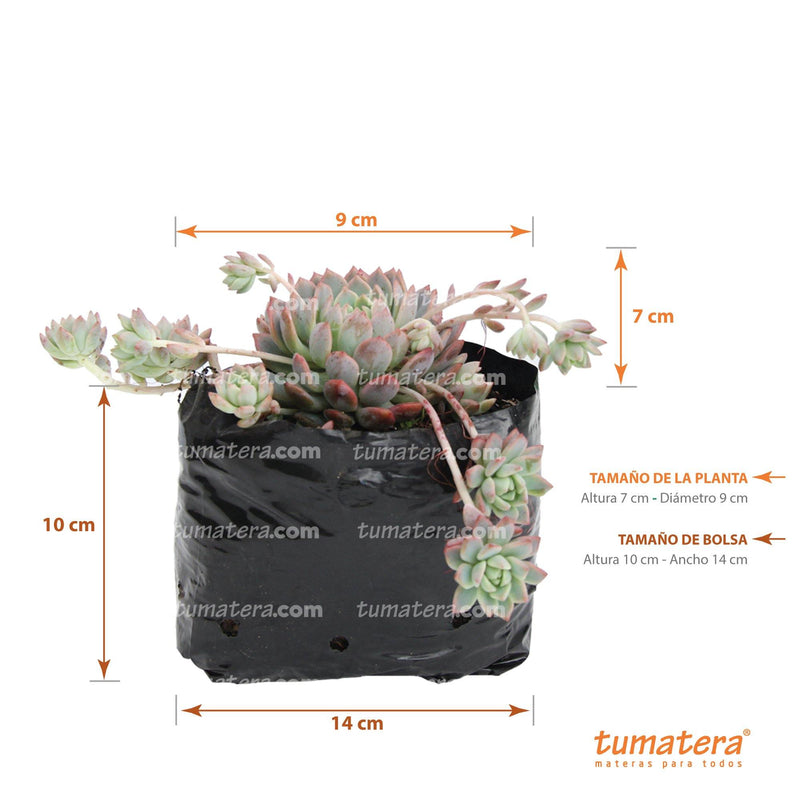 Suculenta Echeveria Rosada Mini medidas