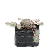 Suculenta Echeveria Rosada Mini vista lateral