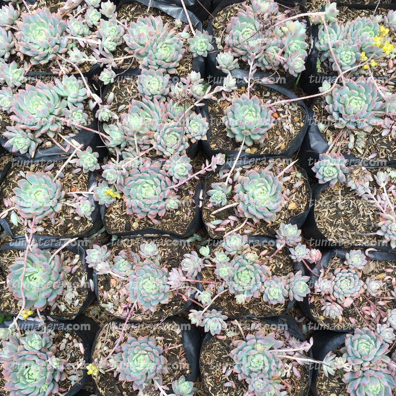 Suculenta Echeveria Rosada Mini en huerto