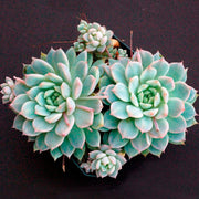 Suculenta Echeveria Rosada Mini vista cercana