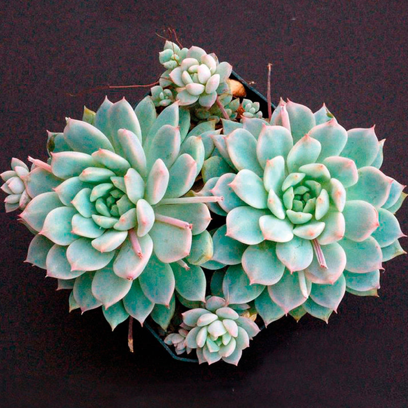Suculenta Echeveria Rosada Mini vista cercana