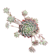 Suculenta Echeveria Rosada Mini vista superior