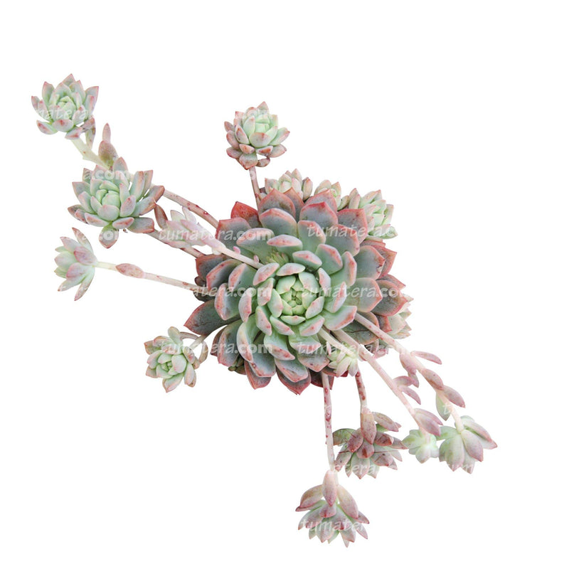 Suculenta Echeveria Rosada Mini vista superior