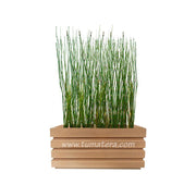 COMBO JARDINERA 70 CM CON EQUISETUM - Tumatera.co