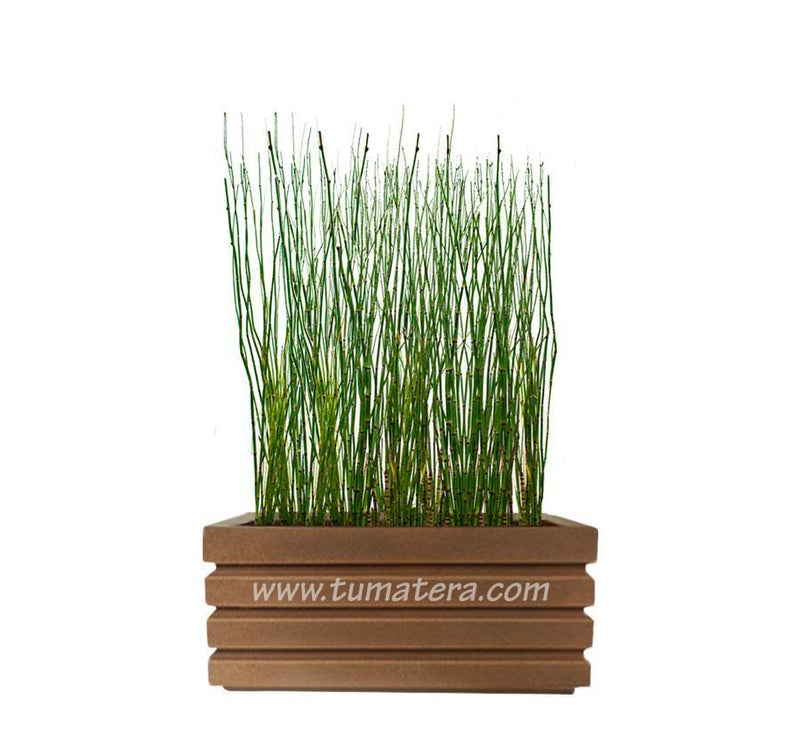 COMBO JARDINERA 70 CM CON EQUISETUM - Tumatera.co