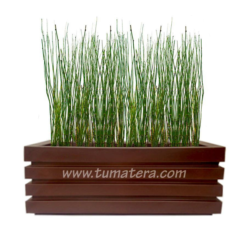 COMBO JARDINERA 100 X 45 CM CON EQUISETUM - Tumatera.co